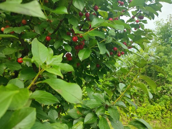 Priroda Krnjak trešnje